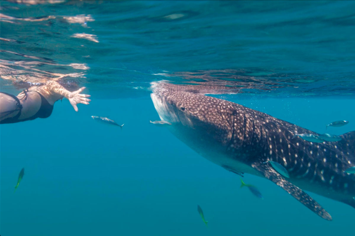 Nado con Tiburon Ballena